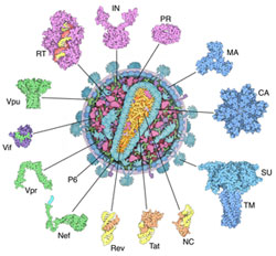 HIV Poster. Image copyright David S. Goodsell, RCSB PDB, www.pdb.org