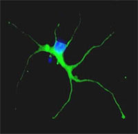 The HGCR iPS cell lines undergo extensive characterization, including assessment of their capacity to differentiate into specialized cell types. The cell shown here was directed to differentiate into a nerve cell.