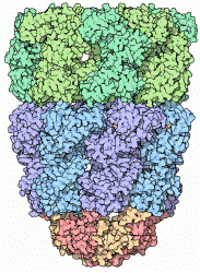 Crystal structure of the asymmetric GroEL-GroES-(ADP)7 chaperonin complex (PDB ID: 1aon).