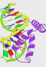 Protein structure