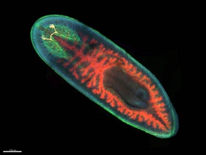 Image of a planerian from the lab of Dr.  Alejandro Sánchez  Alvarado. Nervous system in green and photoreceptors in red. Image credit: Sarah Elliot and Lisandro Maya-Ramos