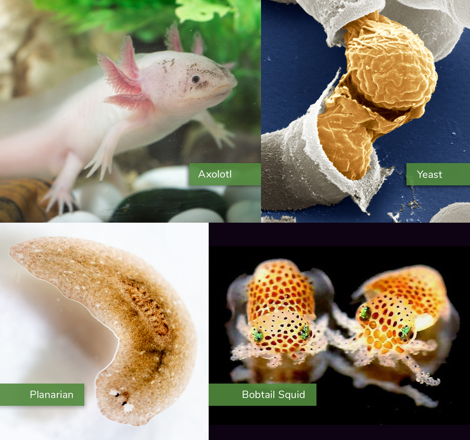 Among the research organisms discussed at the NIGMS workshop last September are (clockwise): Ambystoma mexicanum (axolotl, credit: iStock), Saccharomyces cerevisiae (yeast, credit: see NIGMS Image and Video Gallery), Euprymna scolopes (bobtail squid, credit: Dr. Satoshi Shibata), and Platyhelminthes (planarian, credit: iStock).