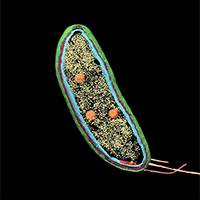 An image of a caulobacter.